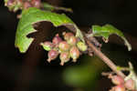 Coralberry